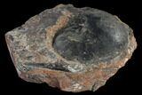 Fossil Ammonite (Flexoptychites) #119422-1